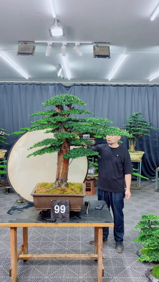 无花朵罗汉松盆景...