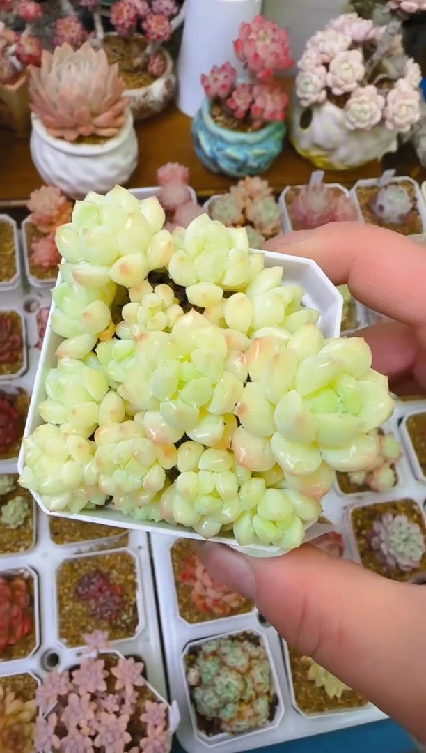 【闪购商品】喜—163—仙农（汉白玉）