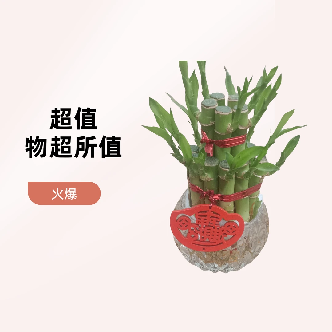 水培招财进宝。水晶福贵竹。