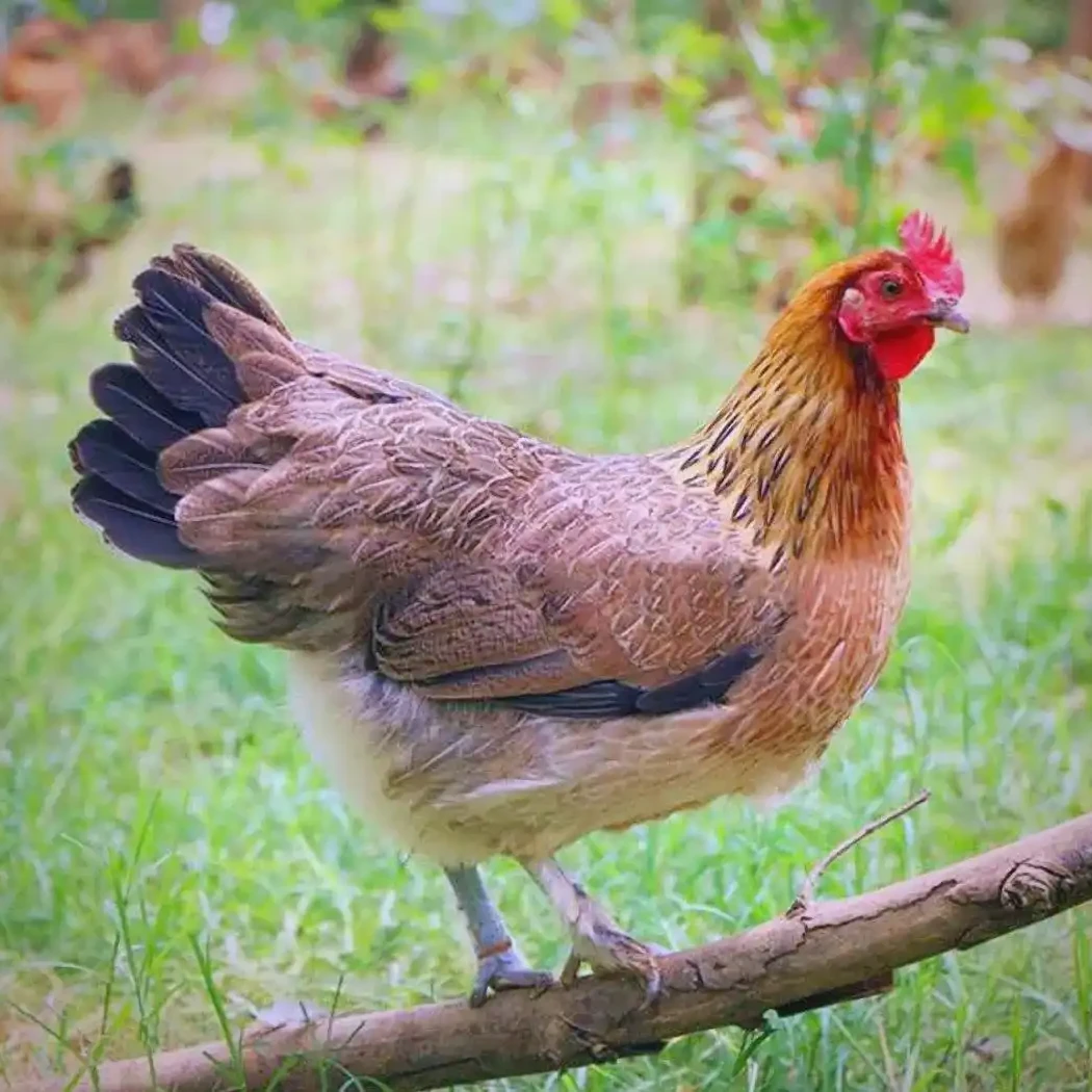 12只装农家散养麻鸡土鸡半斤左右发货恒温包邮肉质鲜美 包冰率不含冰