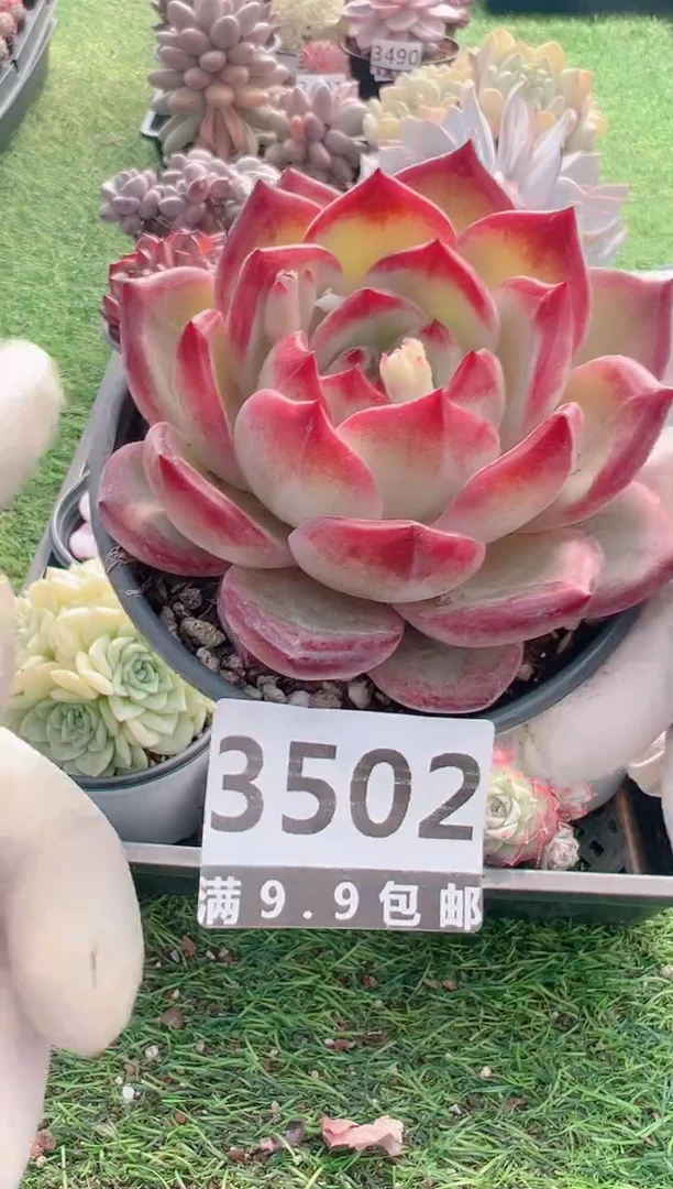 【闪购商品】信福多肉一物一拍