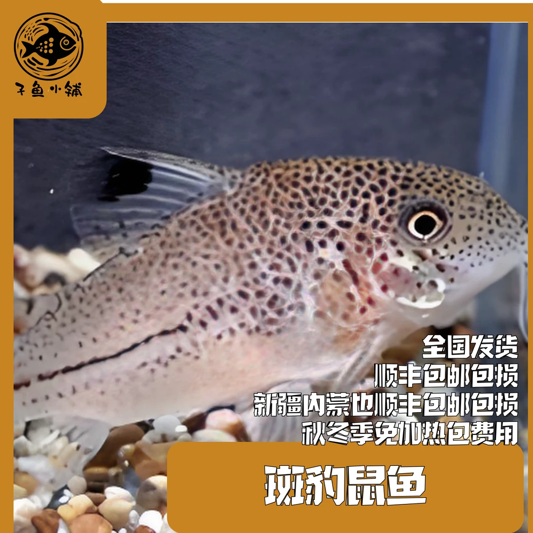 子鱼小铺斑豹鼠南美缸草缸混养淡水鱼