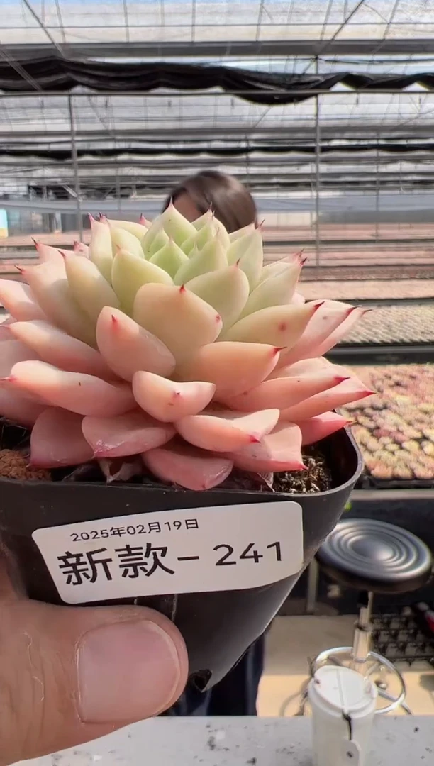 【闪购商品】新款多肉-241