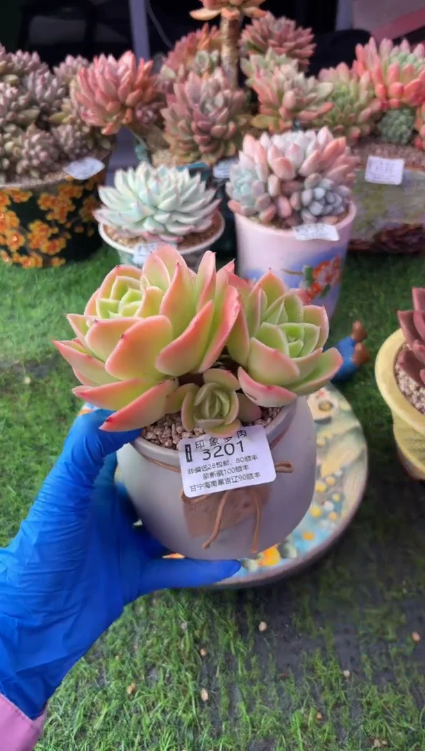 昆明印象多肉3201