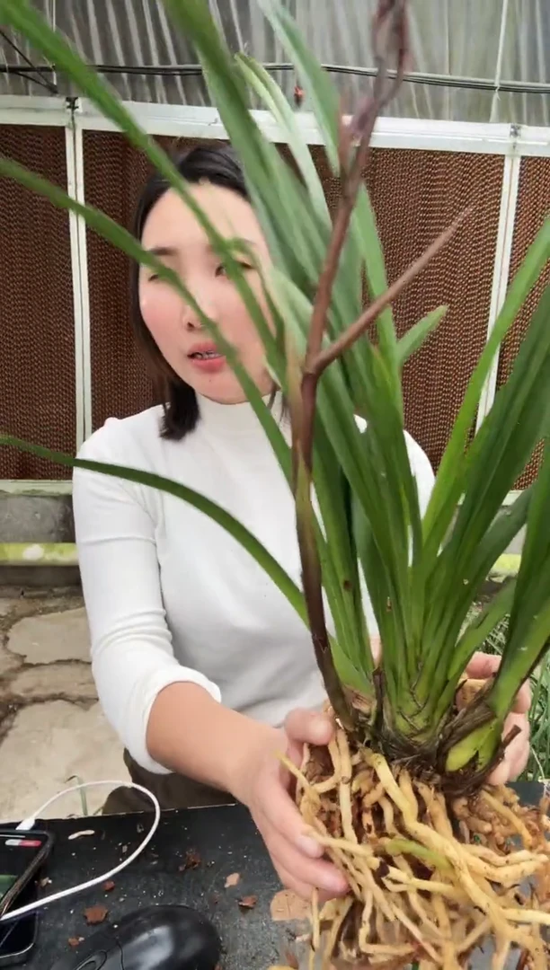 全部花朵金凤凰买一送一