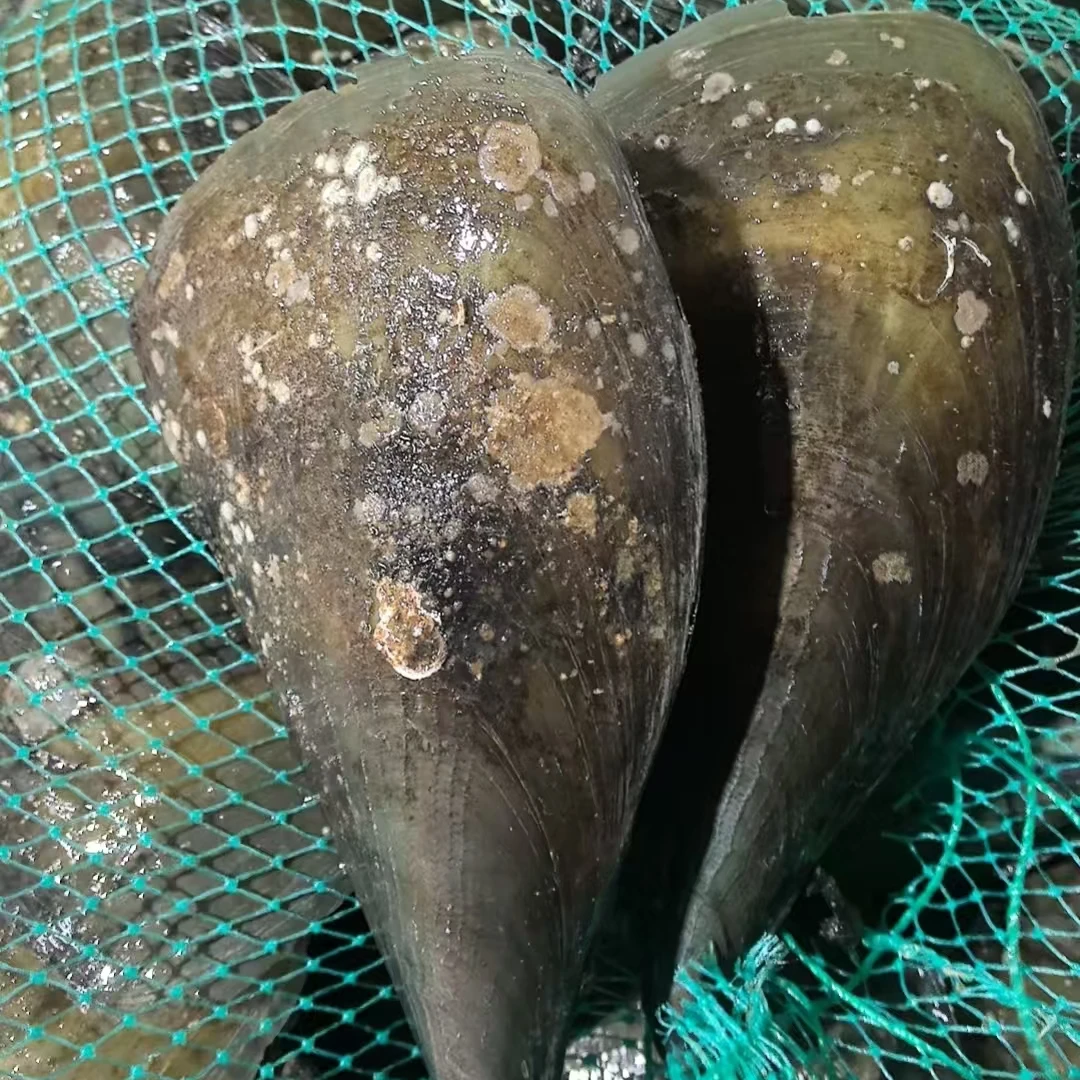 带子（保鲜不保活）【仅限福建省内拍】