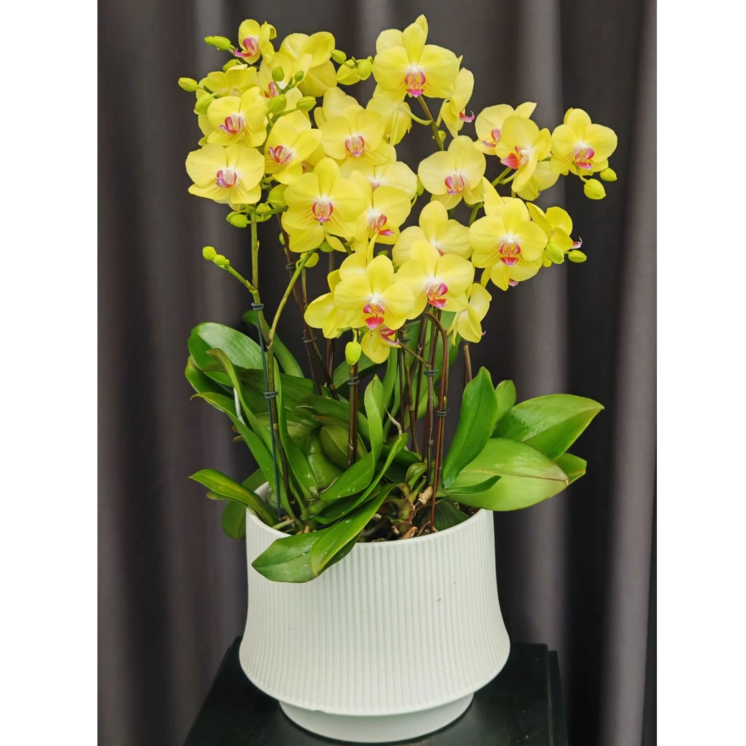 画鲜【金玉满堂】一物一拍仅此一盆小龙兰苗8花剑蝴蝶兰蝴蝶花