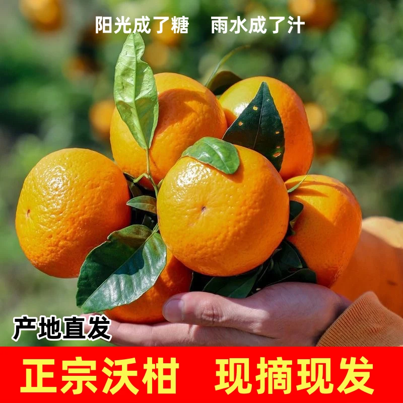 正宗新鲜水果产地直发现摘现发爆甜薄皮桔子蜜橘当季沃柑包邮整箱