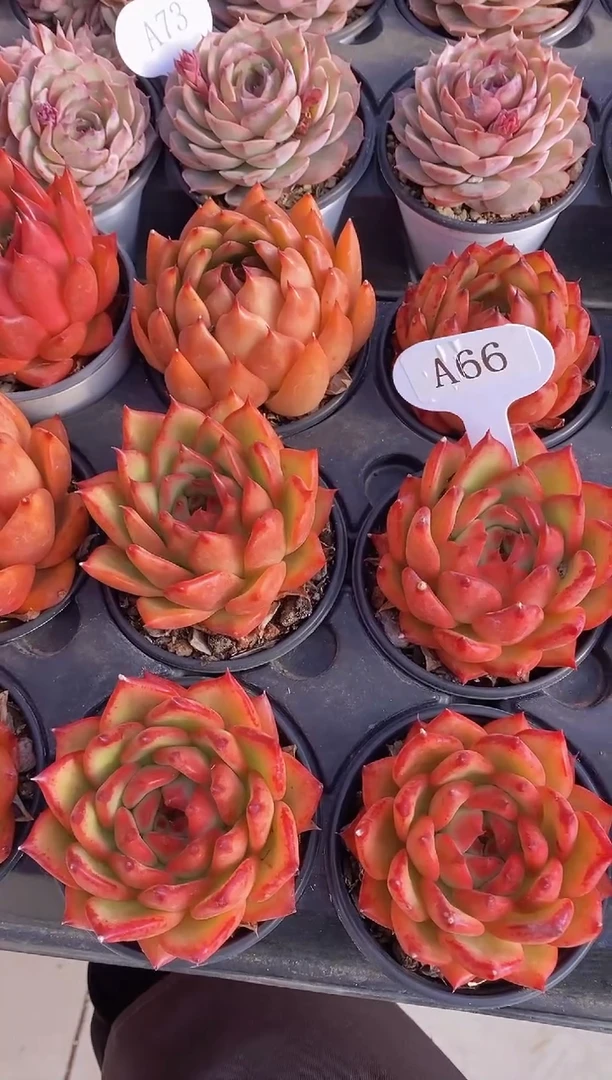 【闪购商品】A66-东云单头（量拍）