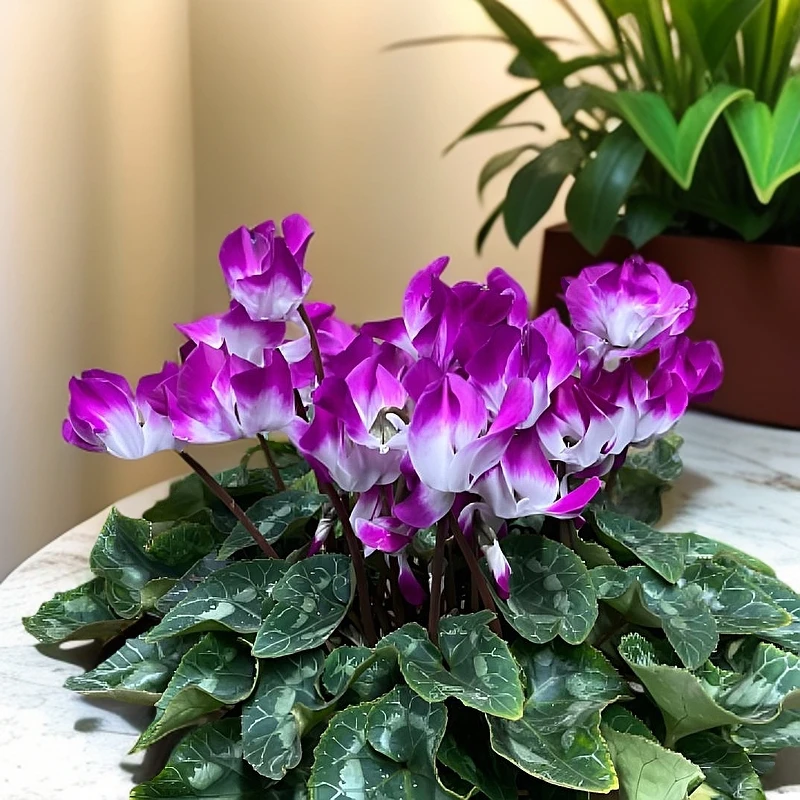 【芊朵】（1.5加仑音迪卡荷花）一代仙客来客厅阳台桌面盆栽