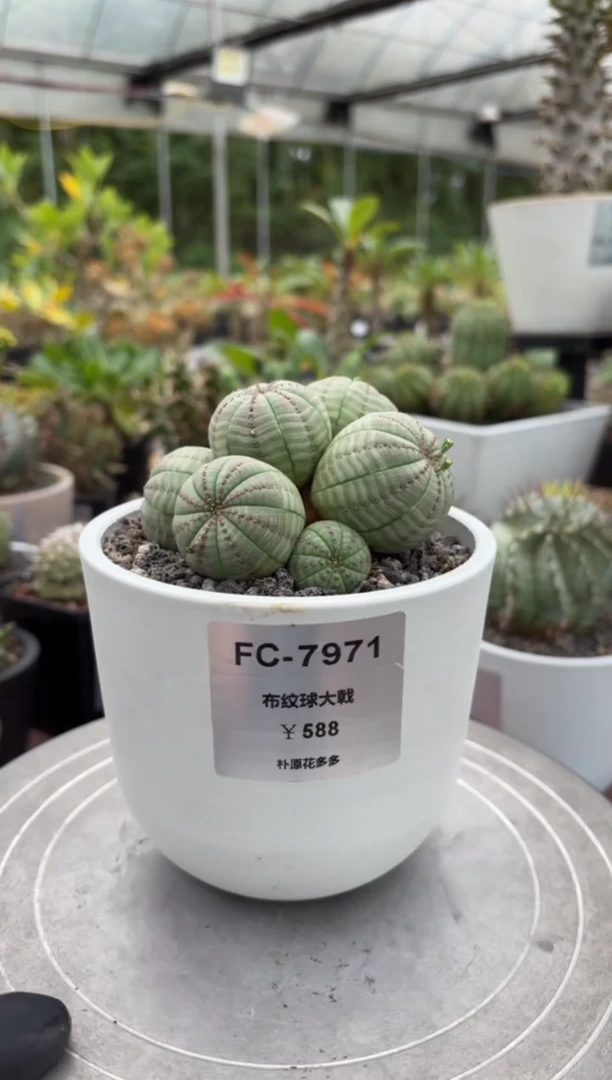 布纹球大戟FC-7971