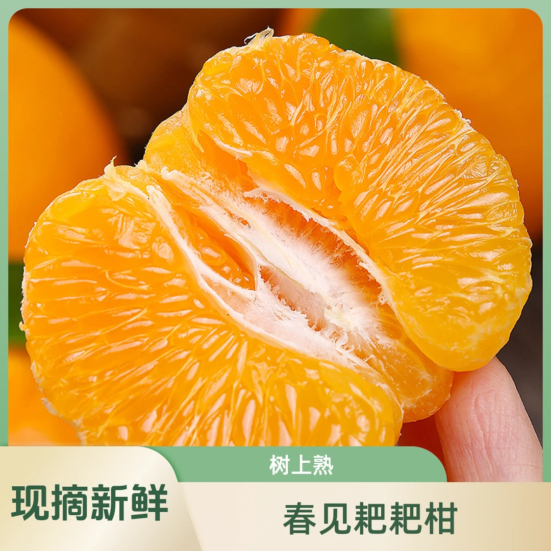 【树上自然熟】正宗春见耙耙柑4.5斤 四川现摘柑橘水果【次日达】耙耙柑四川省