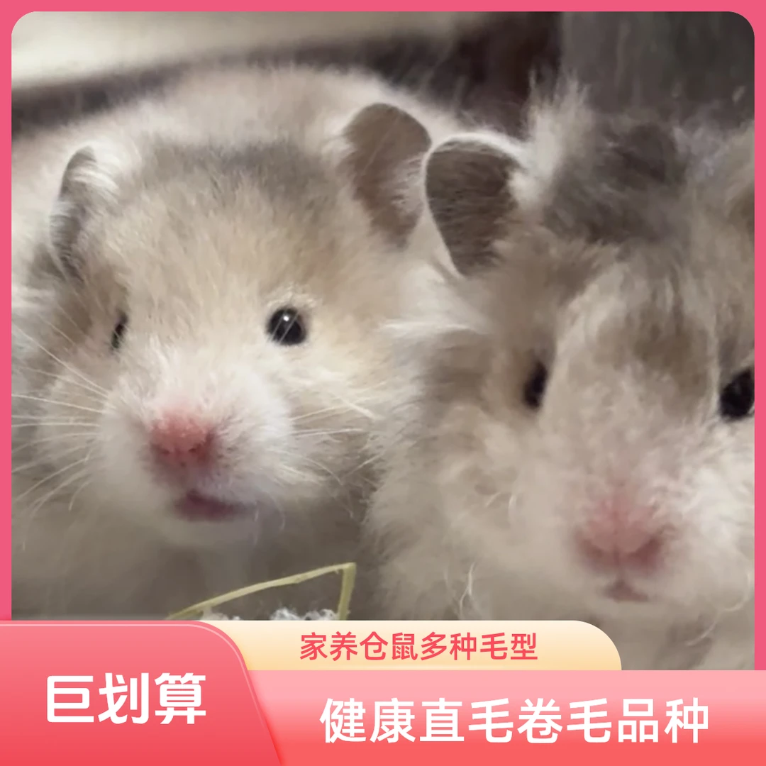 胖泼家精品家养金丝熊藤盒发货