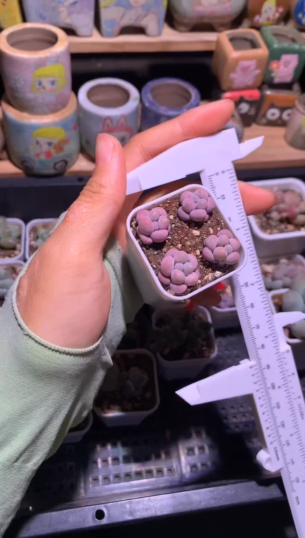 樱花奶酪多肉带盆土