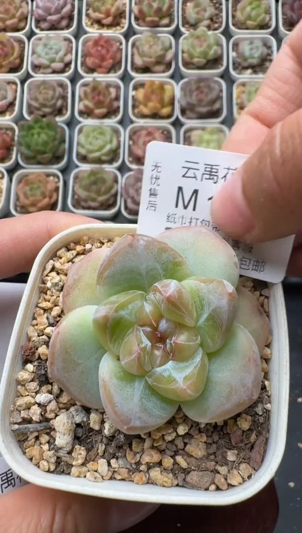 191M带盆土发 当场拍3颗以上包柚 多肉植物 一物一拍