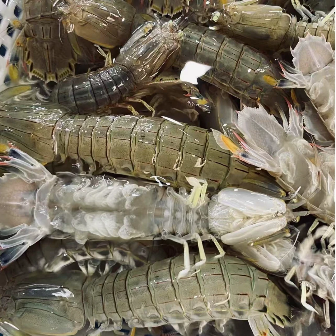 （现挑现选）鲜活皮皮虾/鲜活发货/不保活/1小时配送到家