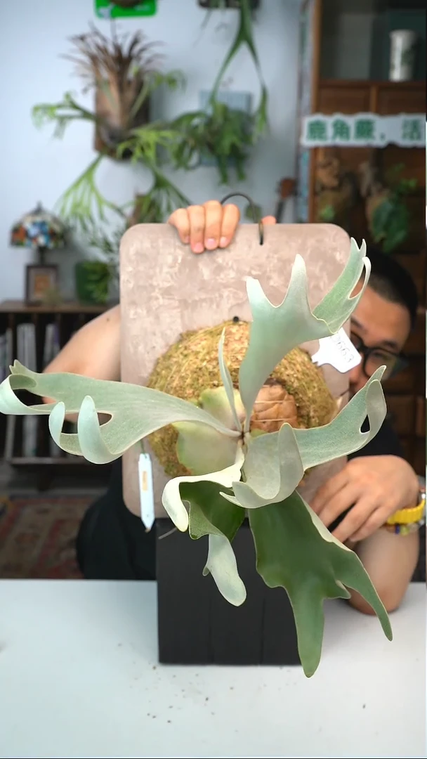 不开花植物D663-nukun