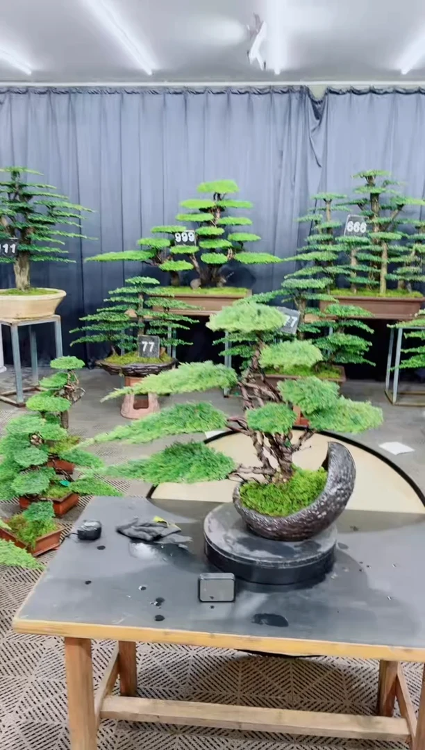 无花朵盆景.....