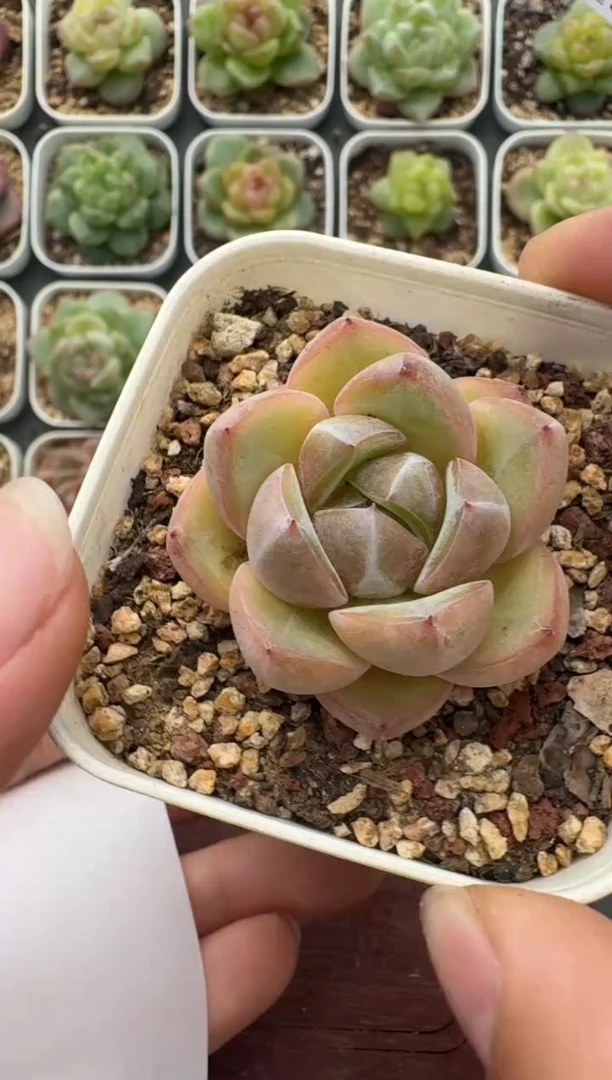 216T带盆土发 当场拍3颗以上包柚 多肉植物 一物一拍