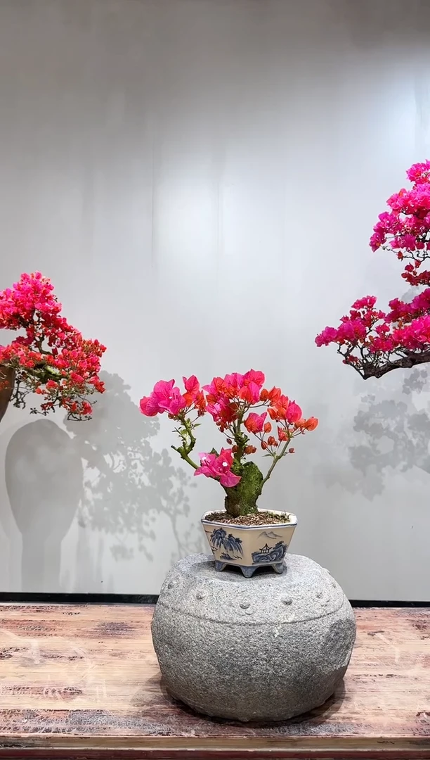 【闪购商品】盆景同安红