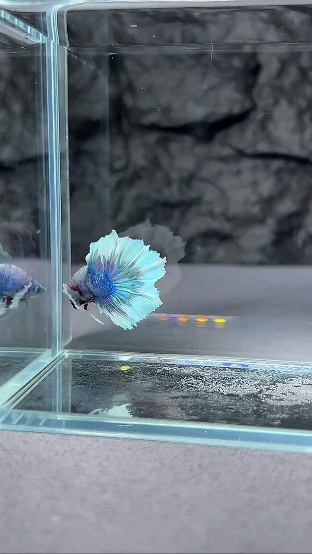 斗鱼竞拍链接A120