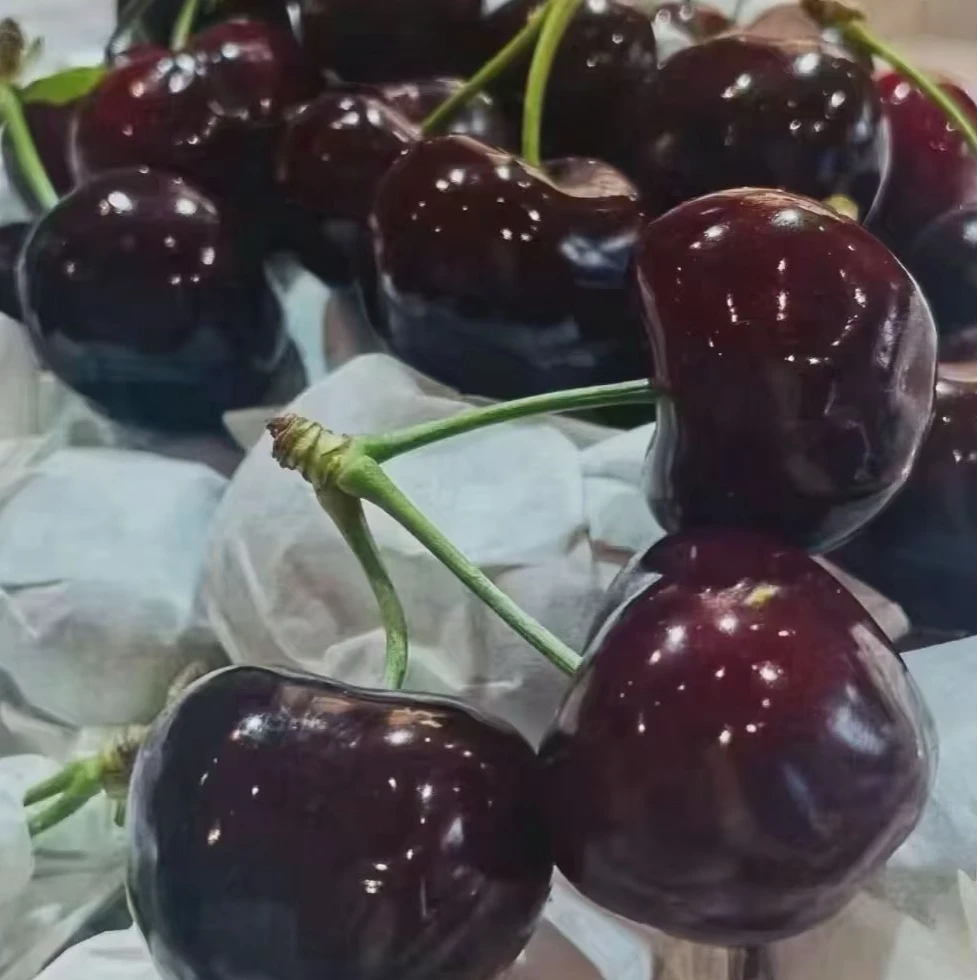 【美早】天水套袋美早车厘子露天采摘产地直发EMS航空冷链