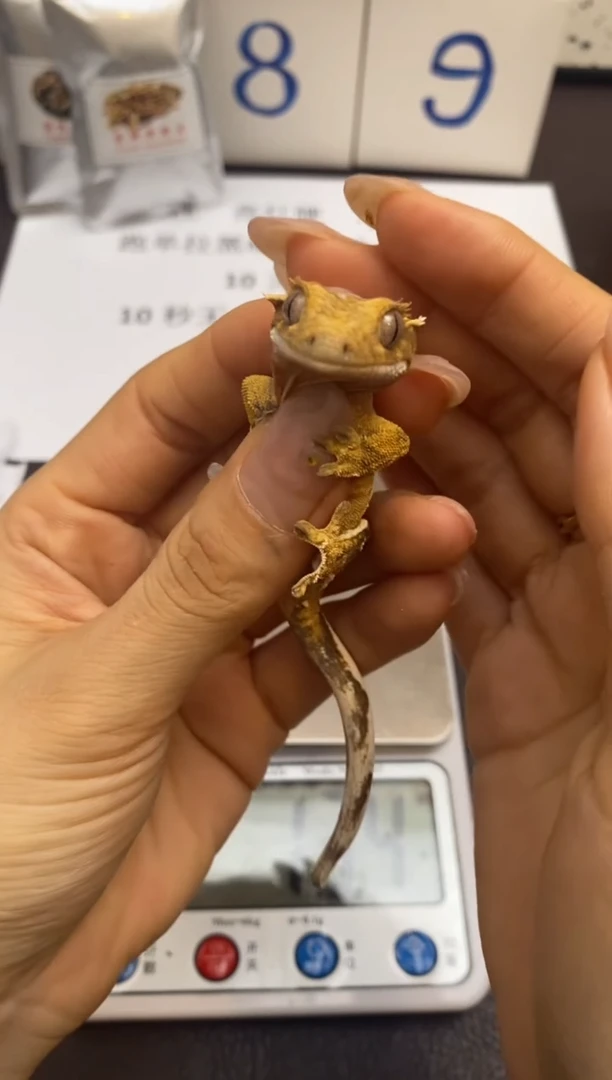 豹纹守宫Scale Tail 爬宠J2