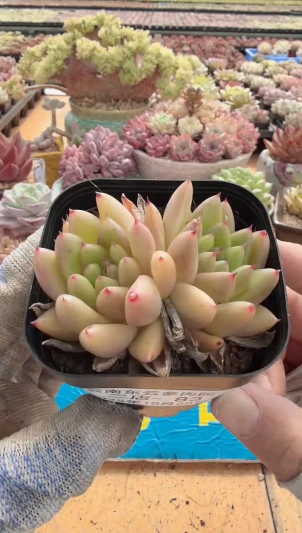 东云多肉园二店-83