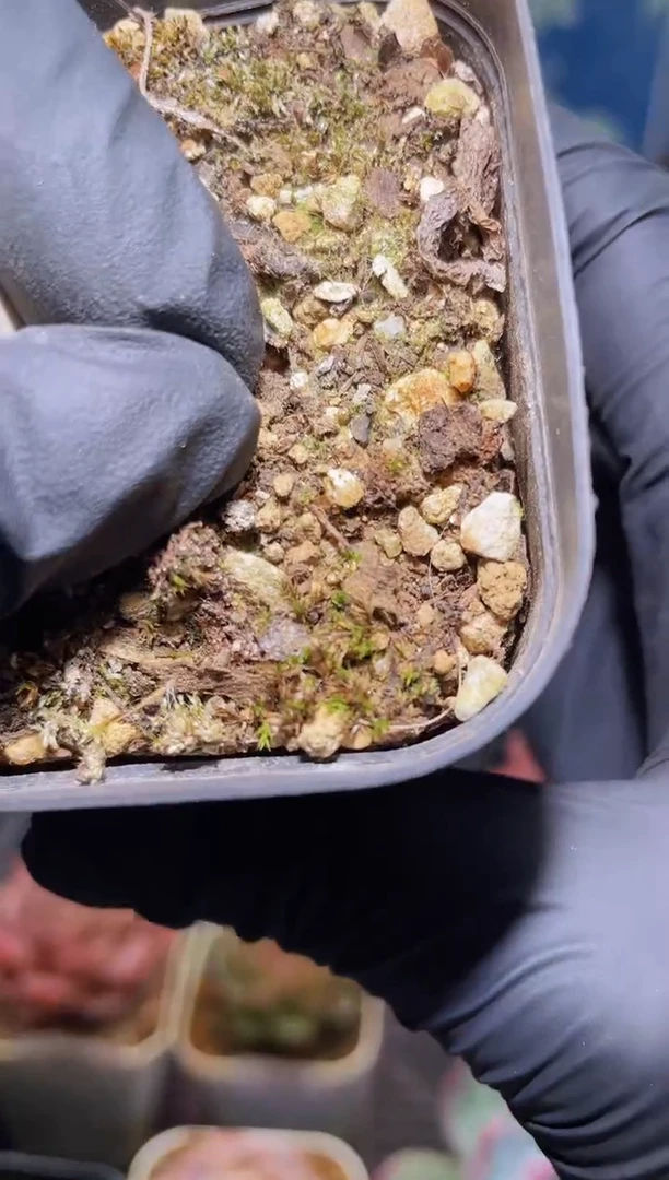 【闪购商品】用土多肉的