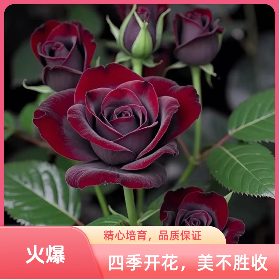 玫瑰花苗四季开花大花月季花卉老桩盆栽耐寒植物阳台盆栽地栽