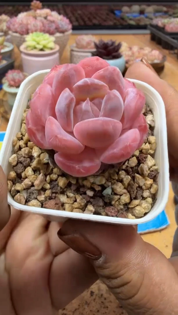 东云多肉园二店-504