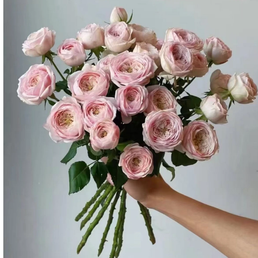 酷皮多头玫瑰【任意两单包邮】云南鲜花  家庭插花