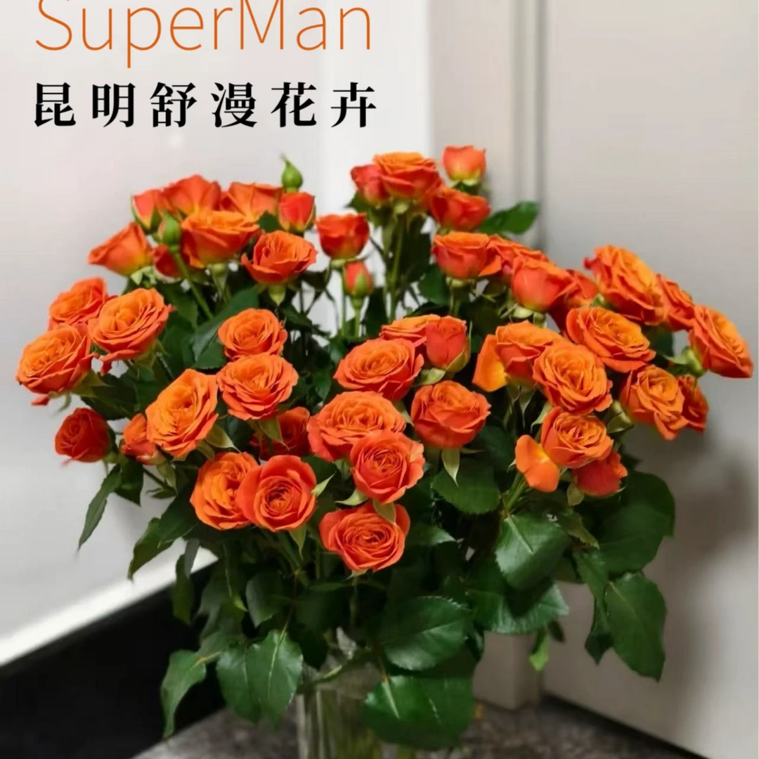 橙芭比多头玫瑰昆明直发云南