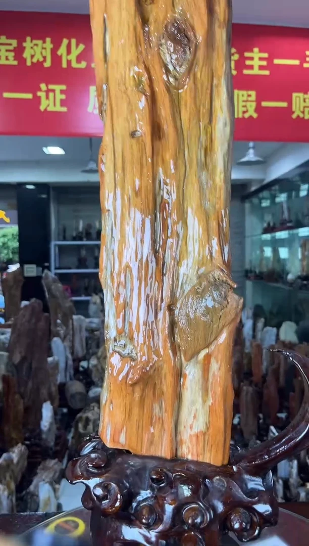 硅化玉珠宝奇石未镶嵌缅甸天然树化玉