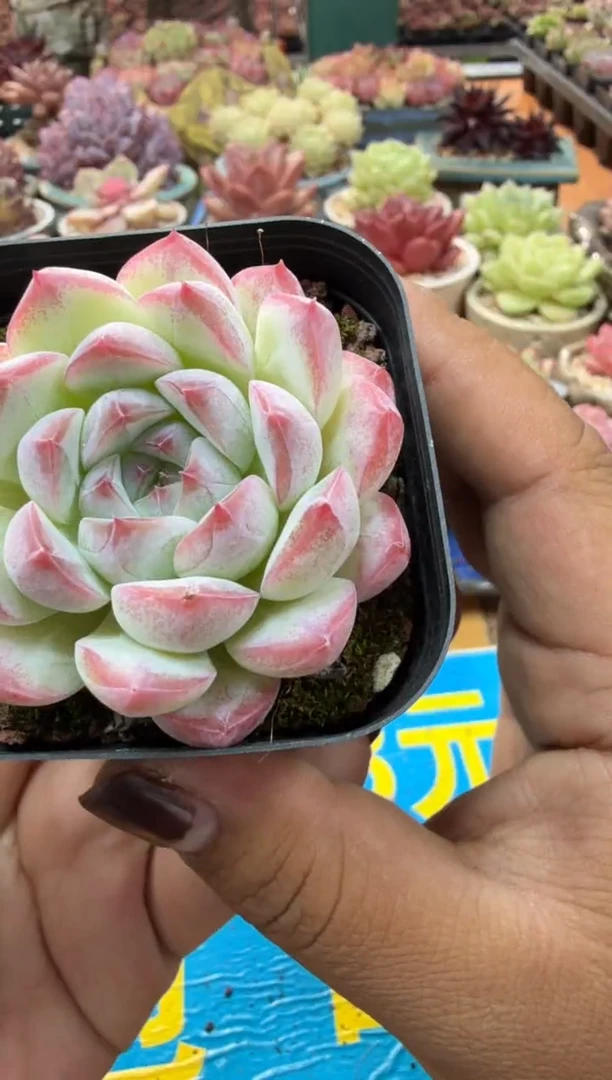 东云多肉园二店-207