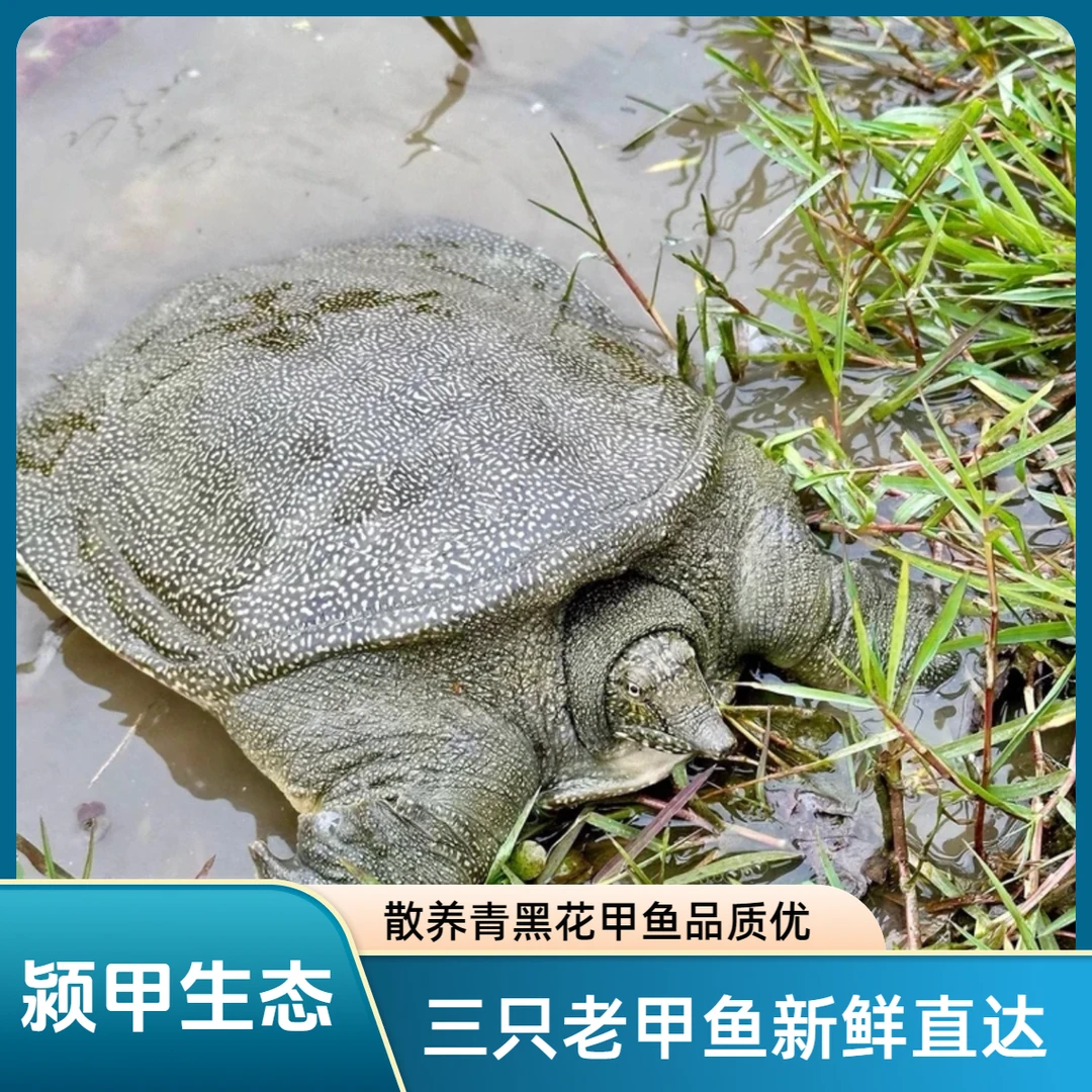 活鲜生猛甲鱼青黑背生态甲鱼水鱼老鳖三只共3-4斤顺丰包邮到家