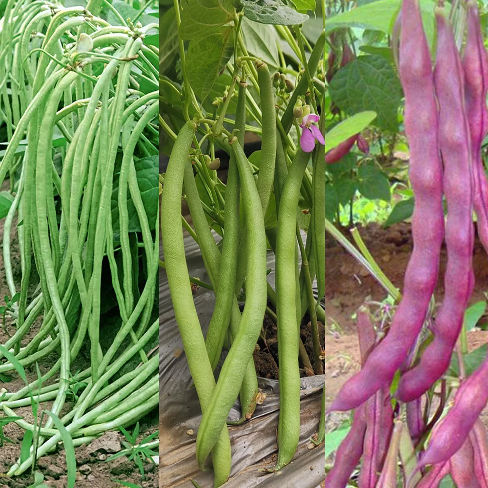 地豆角精选种子地豆王无架长紫短豆角无筋早熟高产抗病矮生不搭架