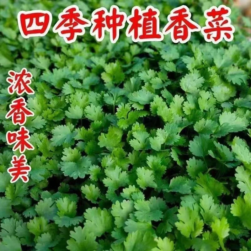 四季香菜种子阳台室内花卉盆栽香菜蔬菜种子四季可播种种籽