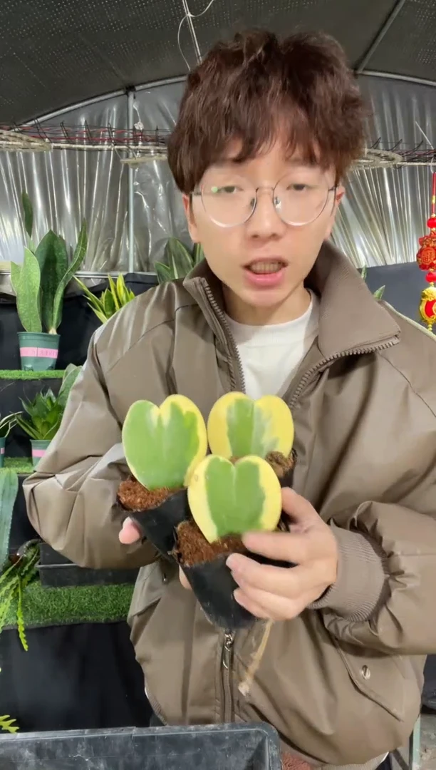 【闪购商品】心叶球兰锦3棵.9.9