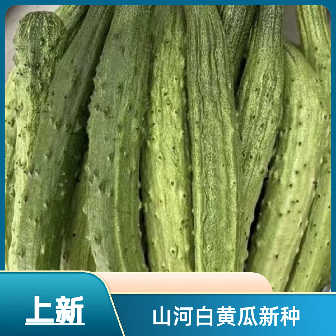 【山河白黄瓜种子】春季新品种阳台小院菜园种植脆甜水果黄瓜