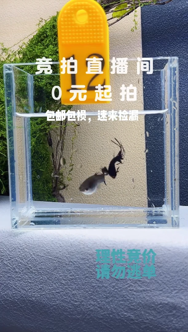 孔雀鱼墨蓝冠尾毒液一对编号12