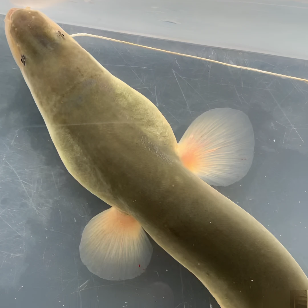 浙江杭州三江流域本地食用江鳗鱼新鲜品质鳗鱼鲜活