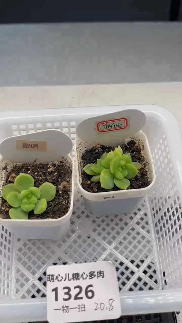 1326 多肉植物多肉植物