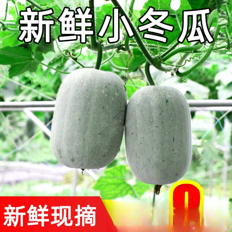 2025小冬瓜新鲜现摘迷你小香冬瓜当季农家时令蔬菜挂霜节毛果冬瓜