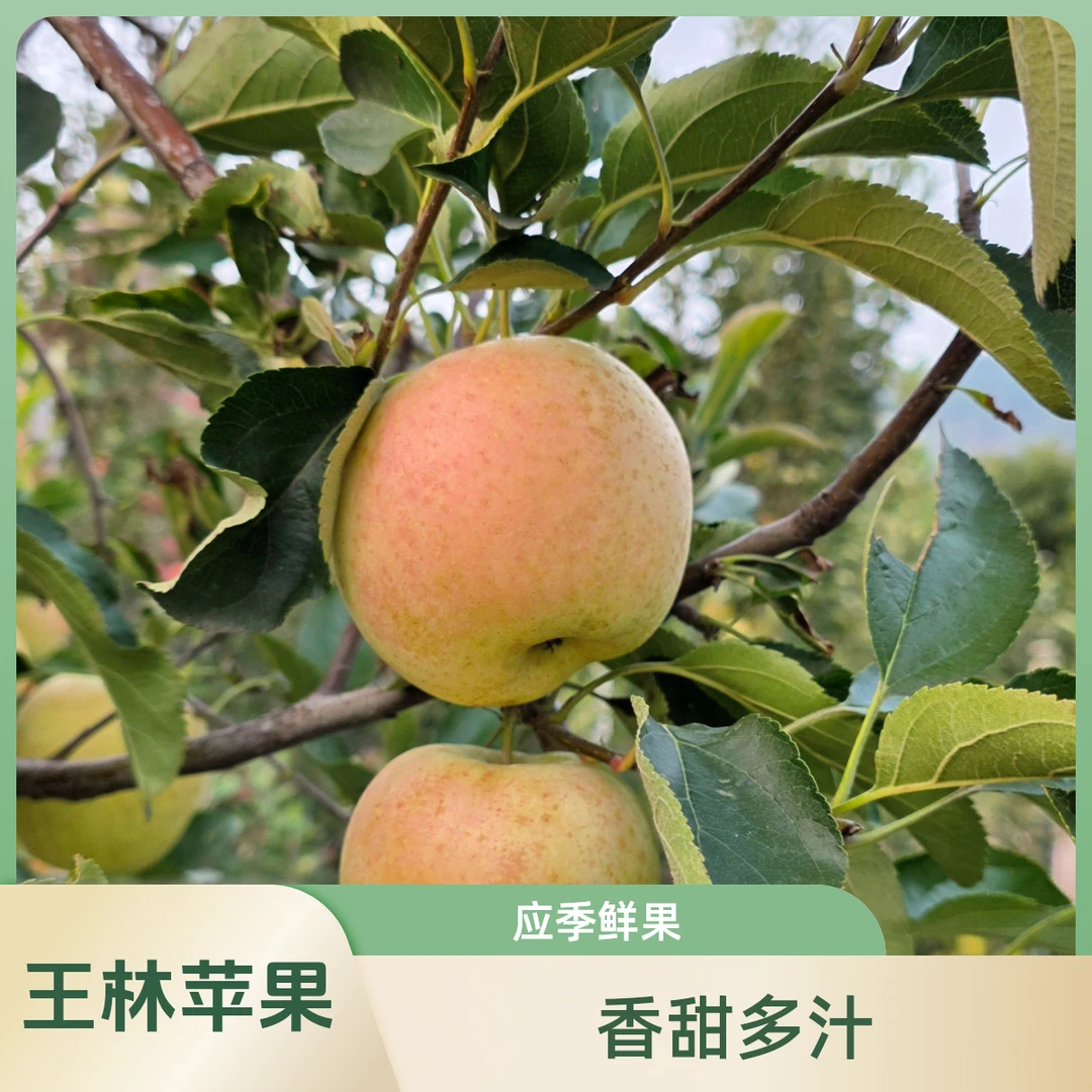 正宗王林苹果香甜多汁新鲜应季水果天地