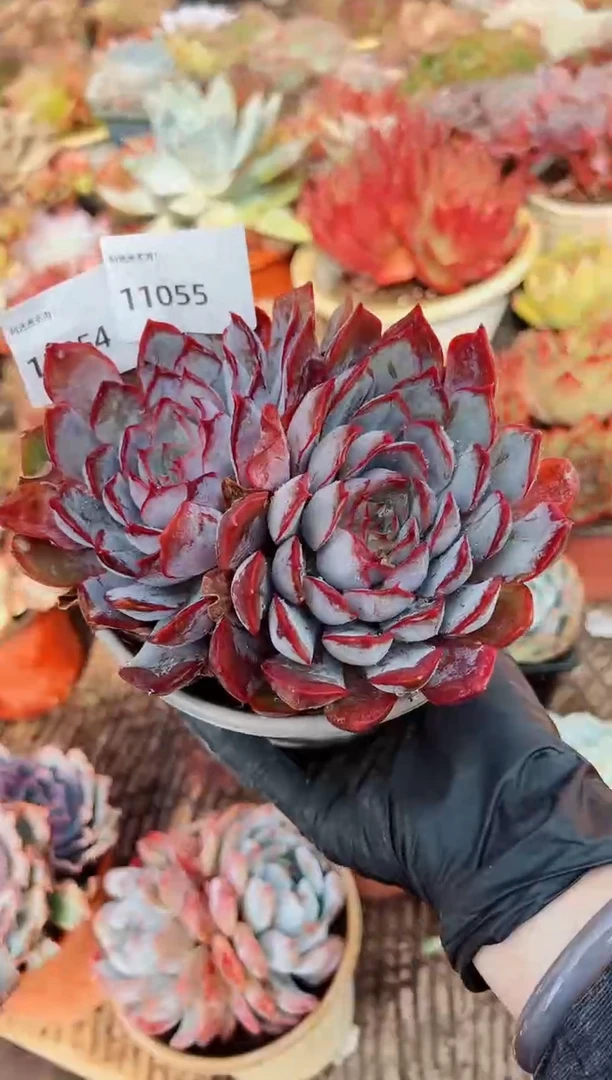 蓦*多肉植物一物一拍11055