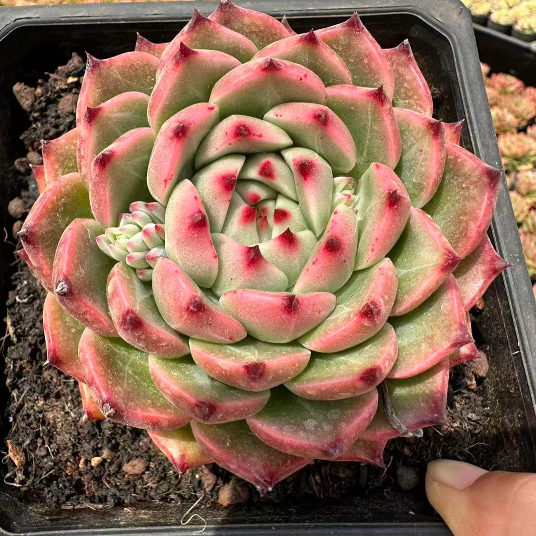 10#冰舞多肉植物  前男友精品多肉