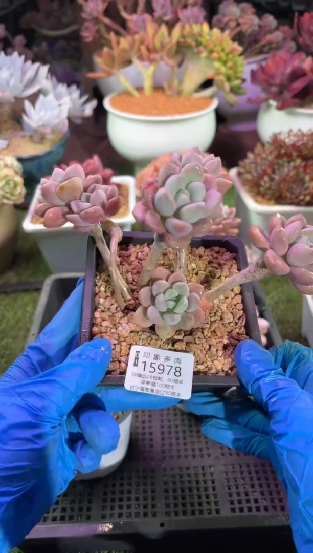 【闪购商品】15978