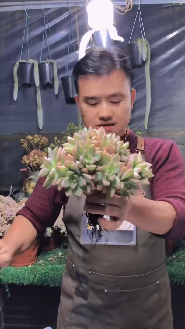 119淡雪缀化一物一拍