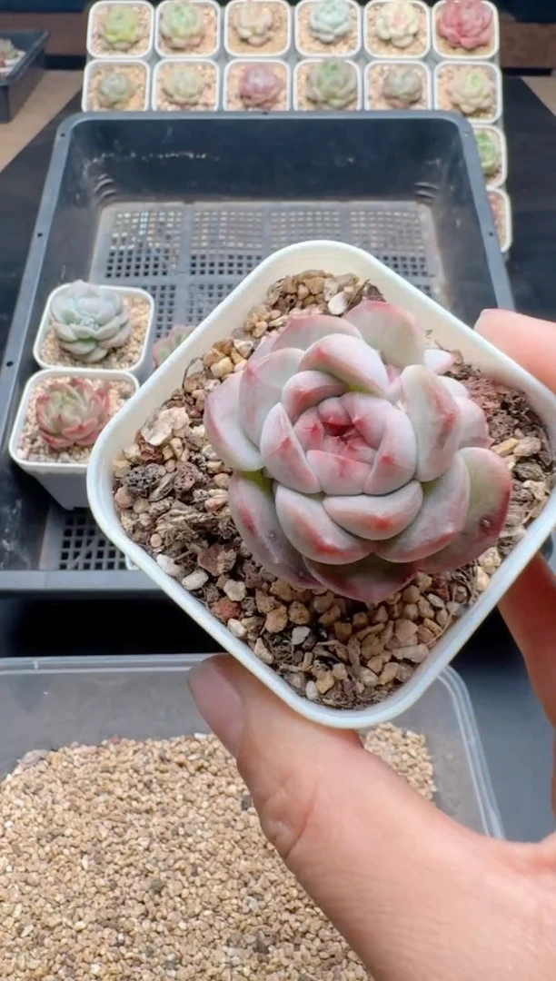 【闪购商品】344A多肉带盆土6.5杯当天拍3颗包柚